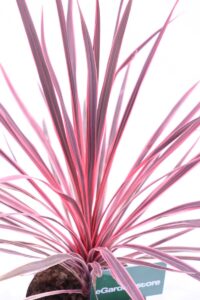 Cordyline Australis Cherry Sensation
