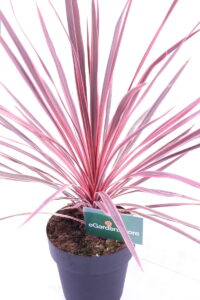 Cordyline Australis Cherry Sensation