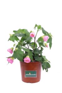 Abutilon Pink Lady v16 egarden.store online
