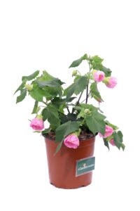 Abutilon Pink Lady v16 egarden.store online