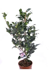 Camelia Japonica - Bonomiana v19 egarden.store online