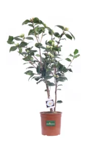 Camelia Japonica - Haku Tsuru v19 egarden.store online