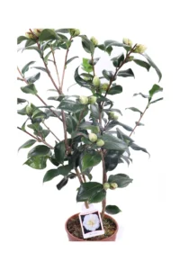 Camelia Japonica - Haku Tsuru v19 egarden.store online