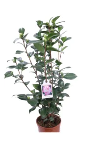 Camelia Japonica - Nuccio's Jewel v19 egarden.store online