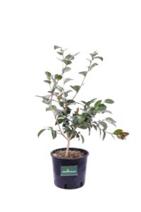 Camelia Sasanqua - Beatrice Emily v18 egarden.store online