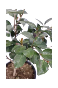 Camelia Sasanqua - Beatrice Emily v18 egarden.store online