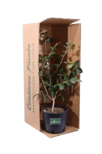 Camelia Sasanqua - Beatrice Emily v18 egarden.store online