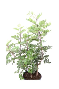 Carrubo - Ceratonia Siliqua Cespuglio v30 egarden.store online
