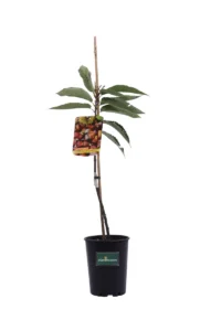 Castagno - Marrone Di Marradi v20 egarden.store 1 Castagno - Marrone Di Marradi v20 egarden.store online