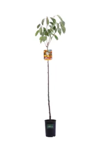 Ciliegio - Bianca Di Verona v20 egarden.store online