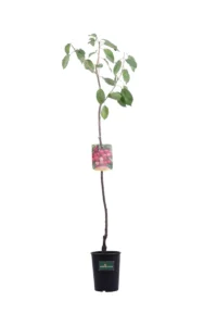 Ciliegio - Bigarreau Napoleon v20 egarden.store online