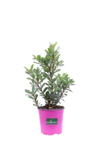 Corbezzolo v17 egarden.store online