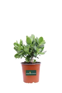 Crassula Ovata - Albero Di Giada v16 egarden.store online