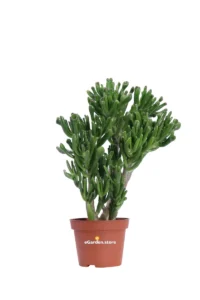 Crassula Ovata Gollum v.10 egarden.store online