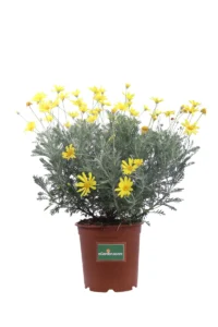 Euryops Pectinatus v24 egarden.store online