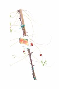 Giuggiolo - Ziziphus Jujuba