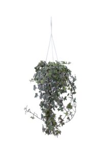 Hedera Helix Variegata v16 egarden.store online