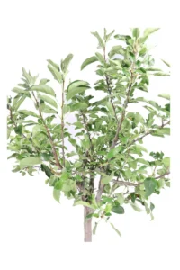 Mela - Golden Delicious v30 egarden.store 2 Mela - Golden Delicious v30 egarden.store online