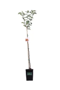 Melo - Fuji Rossa v20 egarden.store online