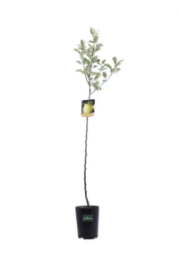 Melo - Limoncella v20 egarden.store online