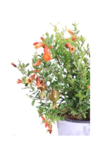 Melograno Nano - Punica Granatum Nanum v17 egarden.store online