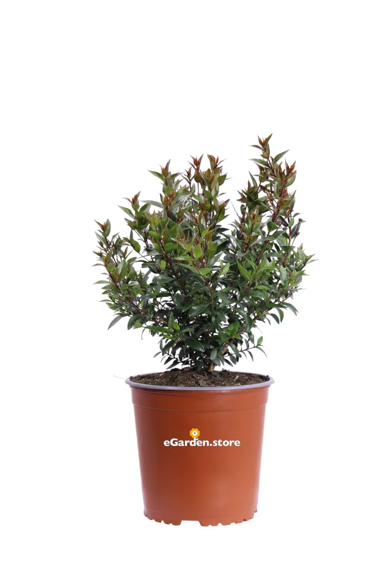 Mirto Comune - Myrtus Communis v17 egarden.store online