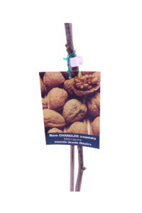 Noce - Chandler v20 egarden.store 3 Noce - Chandler v20 egarden.store online