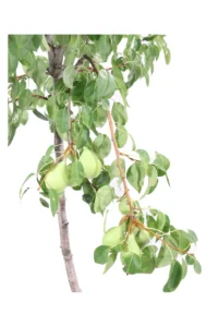 Pero - Spadona D'Estate