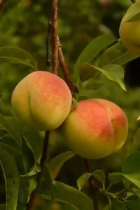 Percoco Baby Gold 7 v20 egarden.store online