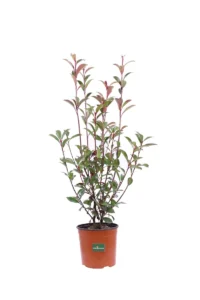 Photinia Red Robin v16 egarden.store online