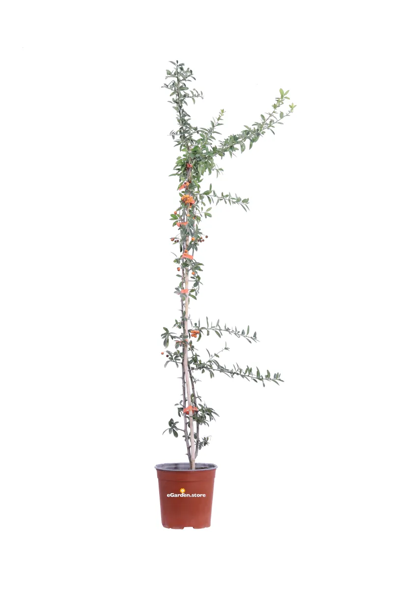 Pyracantha - Bacche Arancioni v17 egarden.store online