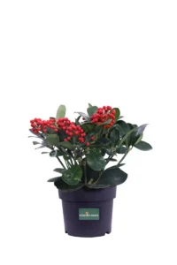 Skimmia Japonica Veitchii