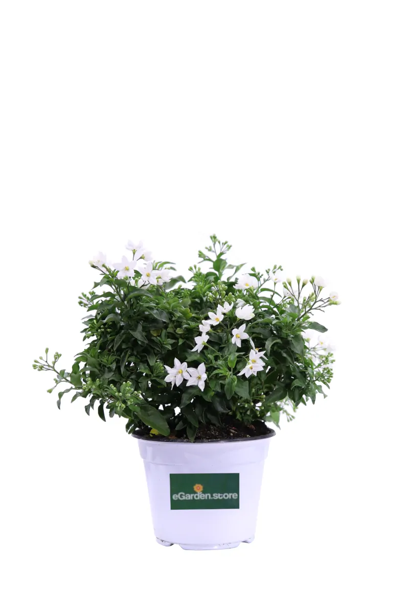 Solanum Jasminoides Bianco v14 egarden.store online