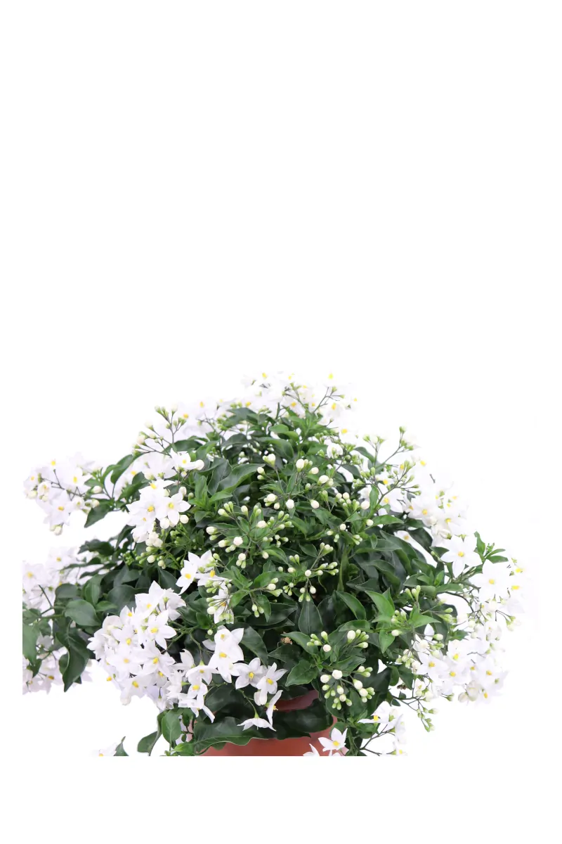 Solanum Jasminoides Bianco v16 egarden.store online