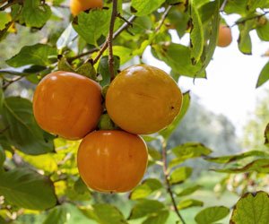 Vendita Piante Online | Fiori | Alberi da Frutta - eGarden