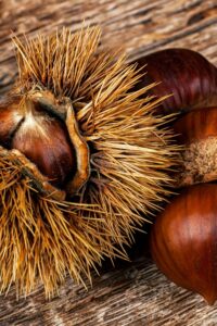 Castagna fiorentina Albero