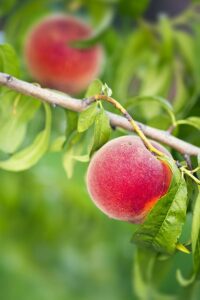 Pesca Red Call Albero