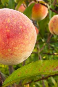 percoco baby gold 6 online