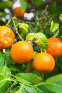 Arancio Valencia - Citrus Sinensis