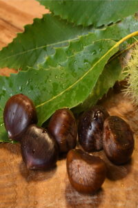 castagno di marradi egarden.store castagno di marradi egarden.store online