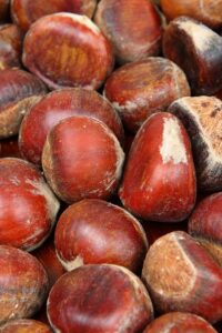 castagno-sativa v20 egarden.store castagno-sativa online