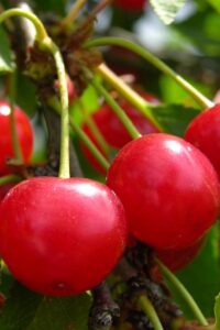 ciliegia-amarena Amareno - Florina