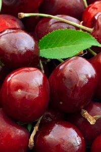 Ciliegio - Bigarreau Moreau