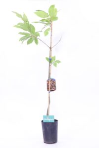 egarden.store albero di castagno Castagno - Sativa