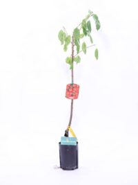 egarden.store albero di ciliegio albero di ciliegio