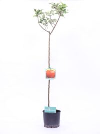 egarden.store albero di melo egarden.store albero di melo online