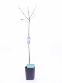 egarden.store albero di susina albero di susina online