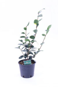 Camelia Higo - Jitsu Getsu Sei