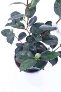 Camelia Higo - Jitsu Getsu Sei