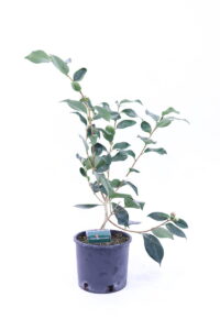 Camelia Higo - Kumagai